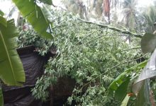 Angin Kencang Robohkan Pohon Besar dan Timpa Rumah Warga di Pagerungan Kecil, Korban Alami Luka di Kepala