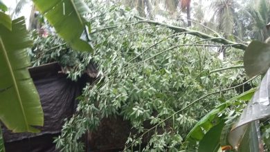 Angin Kencang Robohkan Pohon Besar dan Timpa Rumah Warga di Pagerungan Kecil, Korban Alami Luka di Kepala