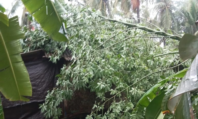 Angin Kencang Robohkan Pohon Besar dan Timpa Rumah Warga di Pagerungan Kecil, Korban Alami Luka di Kepala