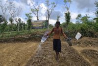 Petani Tembakau saat melakukan penyiraman 