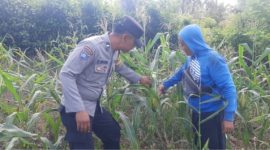 Polsek Besuki saat turun langsung lihat petani