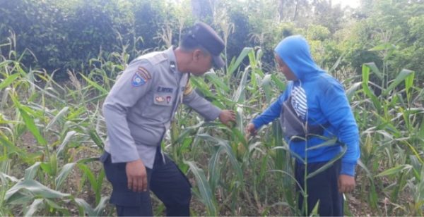 Polsek Besuki saat turun langsung lihat petani