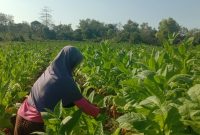 Petani tembakau