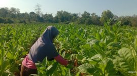 Petani tembakau