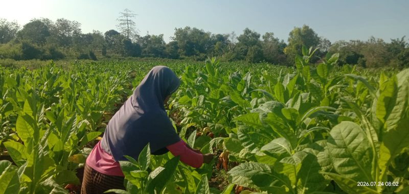 Petani tembakau