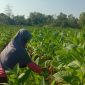 Petani tembakau