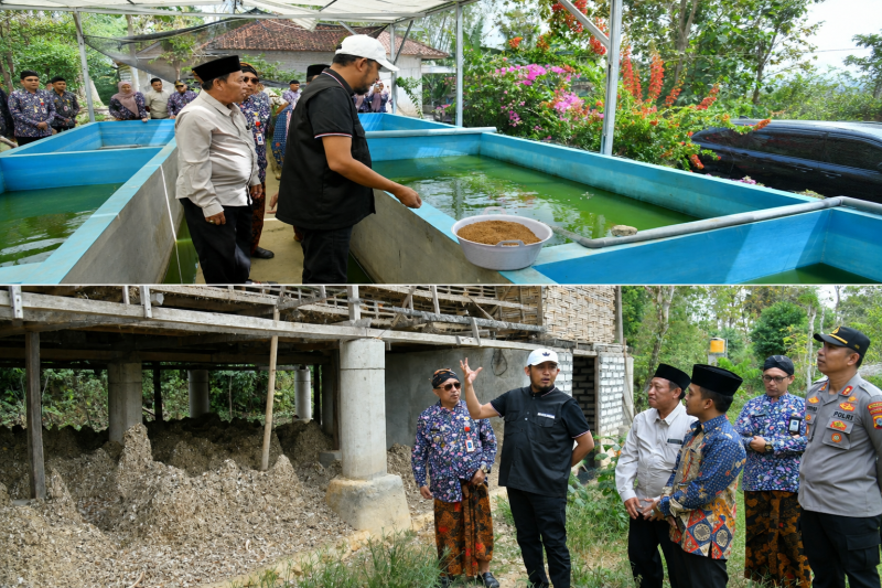 Bupati Sumenep saat melihat langsung ternak lele dan ternak ayam di Ganding