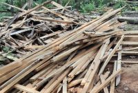 Barang bukti Kayu yang dijarah para pelaku