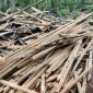 Barang bukti Kayu yang dijarah para pelaku