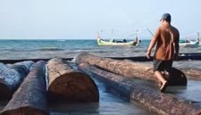 Gelondongan Kayu yang terdampar