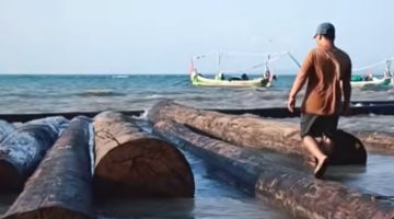 Gelondongan Kayu yang terdampar