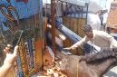 Posisi truk saat terguling dan nampak se ekor kuda