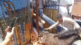 Posisi truk saat terguling dan nampak se ekor kuda