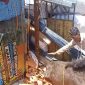 Posisi truk saat terguling dan nampak se ekor kuda